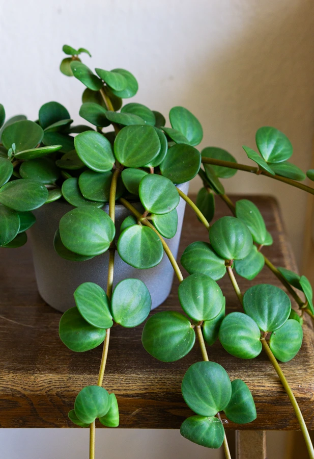 Peperomia Hope (M)