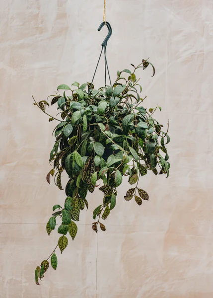 Aeschynanthus marmoratus XXL