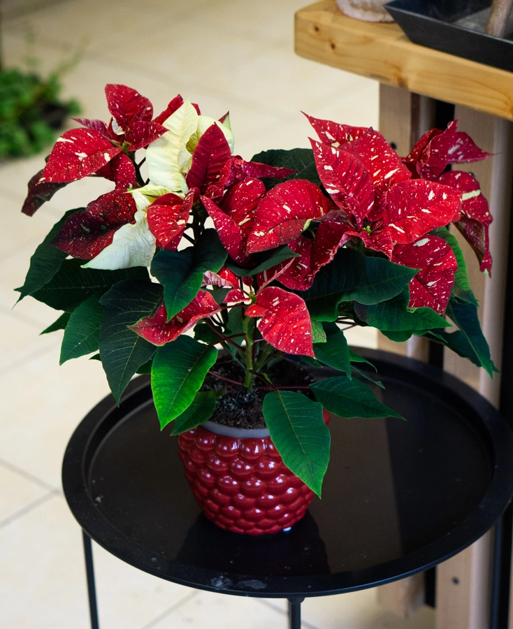 Panašovaná Vianočná ruža/ Poinsettia variegata / Euphorbia pulcherrima