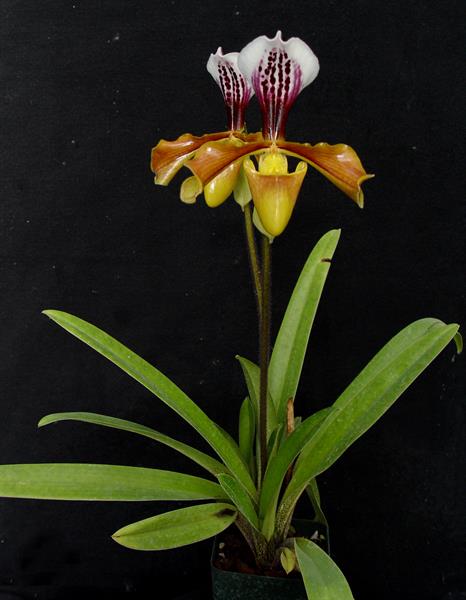 Paphiopedilum leeanum