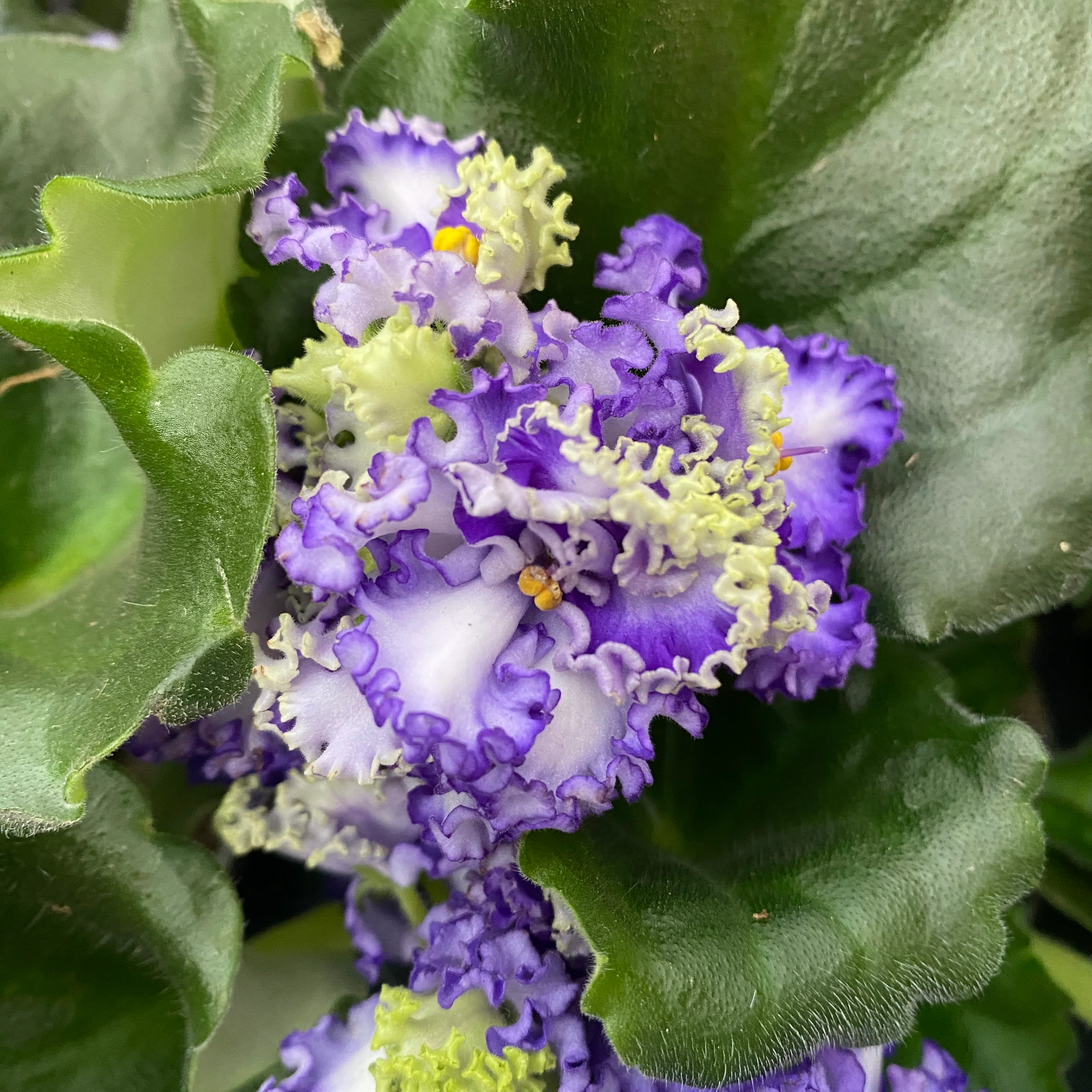 Saintpaulia CURLY MIX