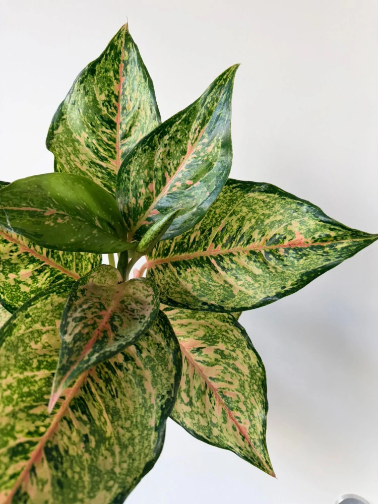 Aglaonema Chartreuse Pretty