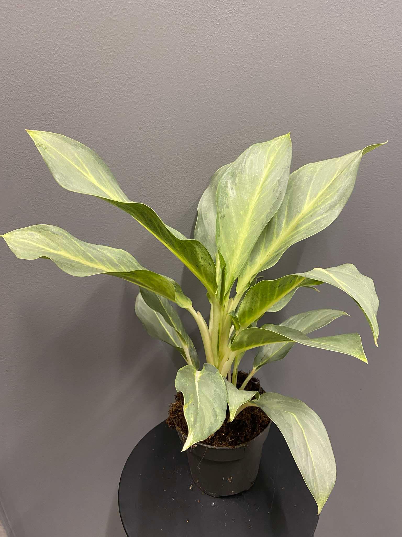Aglaonema Aqua Green