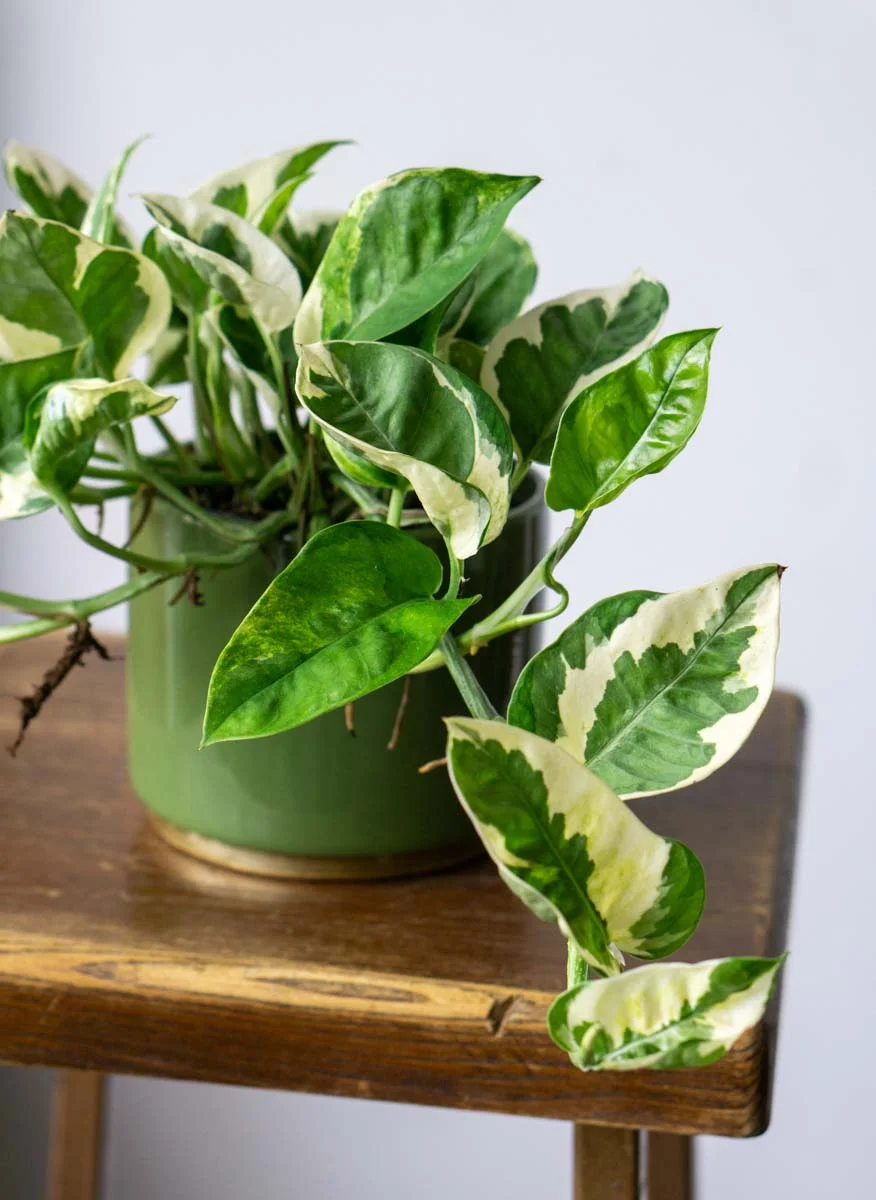 Epipremnum Aureum N'Joy (Zachráň ma)
