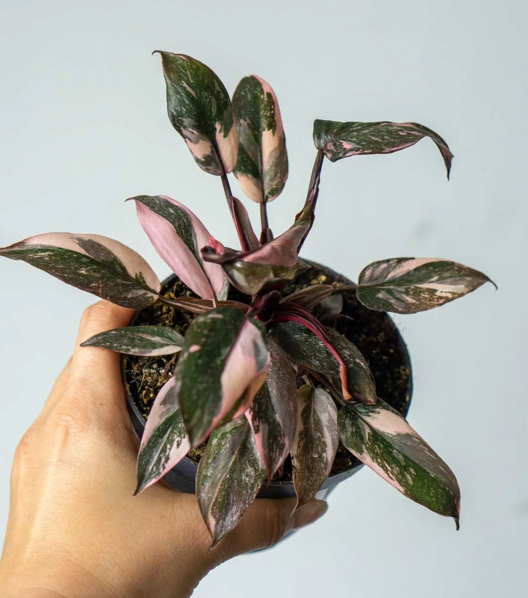 Philodendron Pink Princess Marble (Brutálne sfarbenie krásne)
