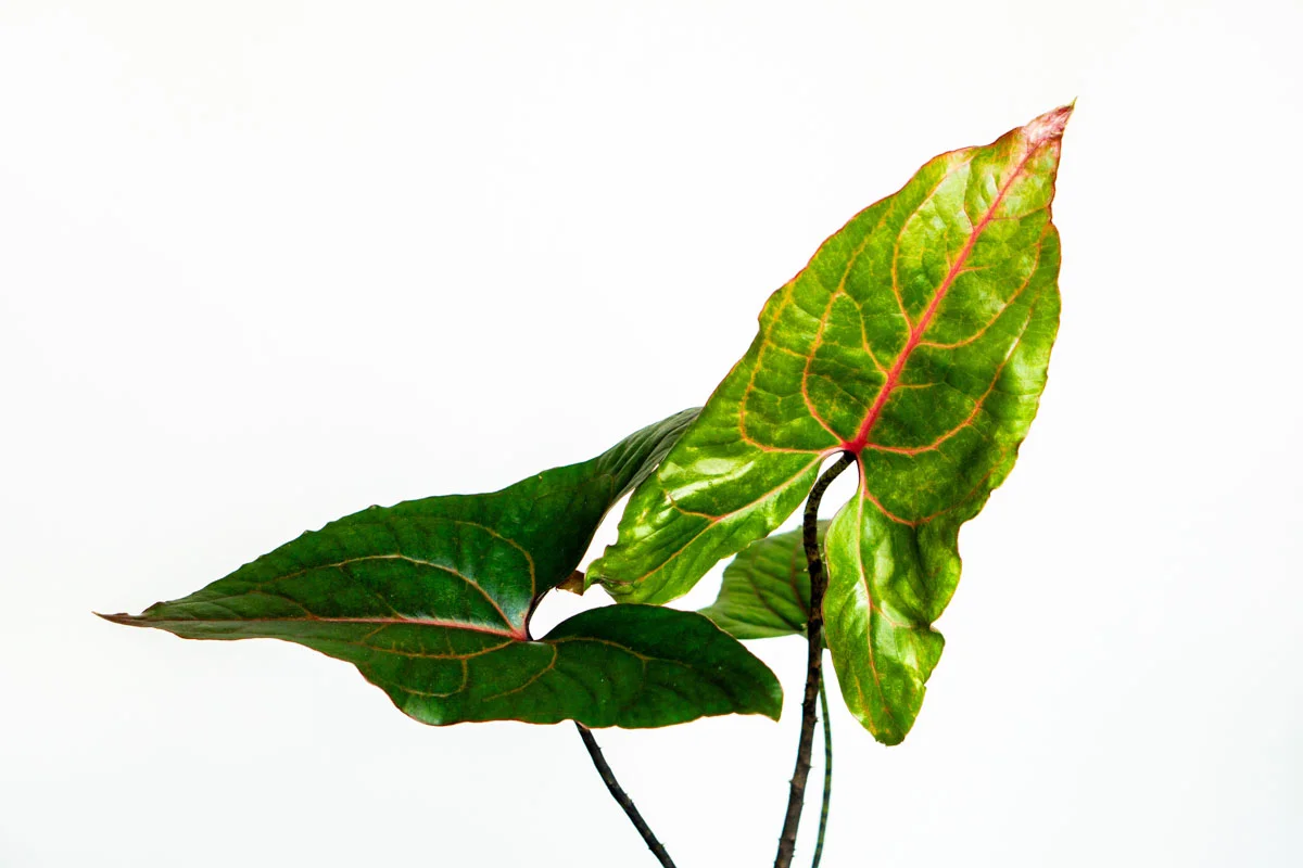 Alocasia Cyrtosperma Jhonstonii Black Jack (Zachráň ma)