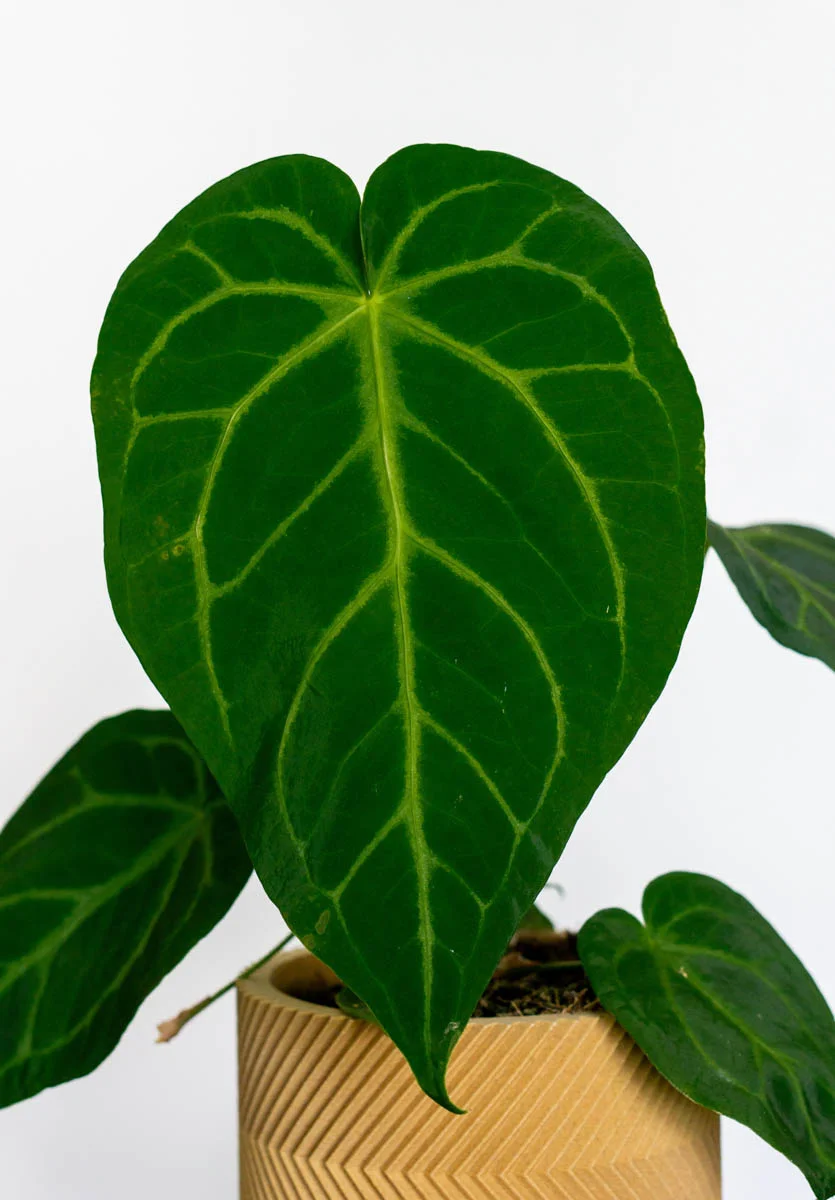 Anthurium Magnificum