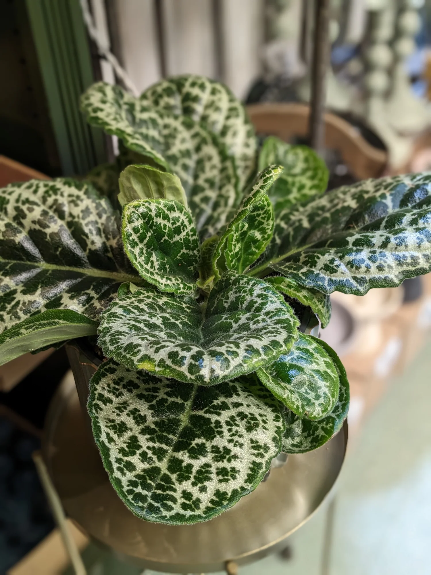 Streptocarpus Pretty Turtle