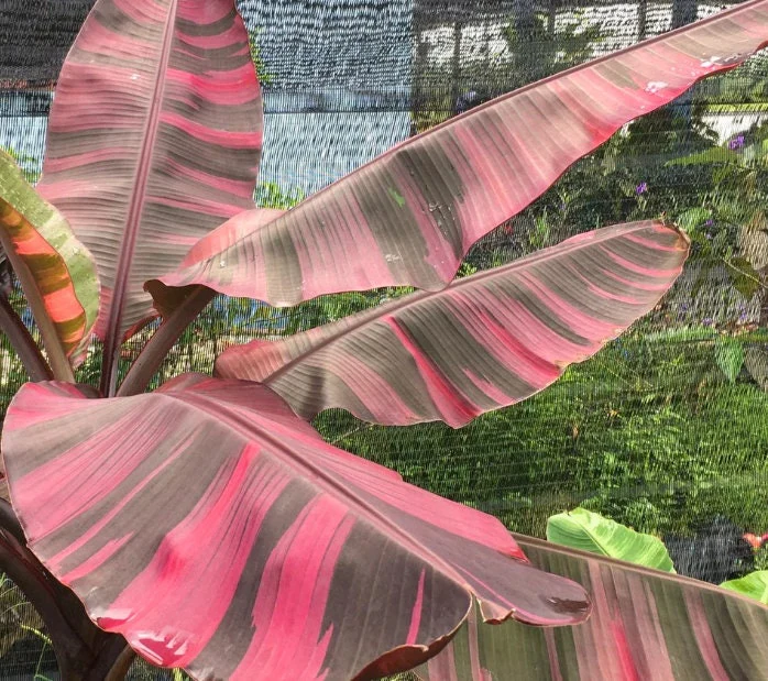 Musa Nono Pink Variegata - Ružový banánovník