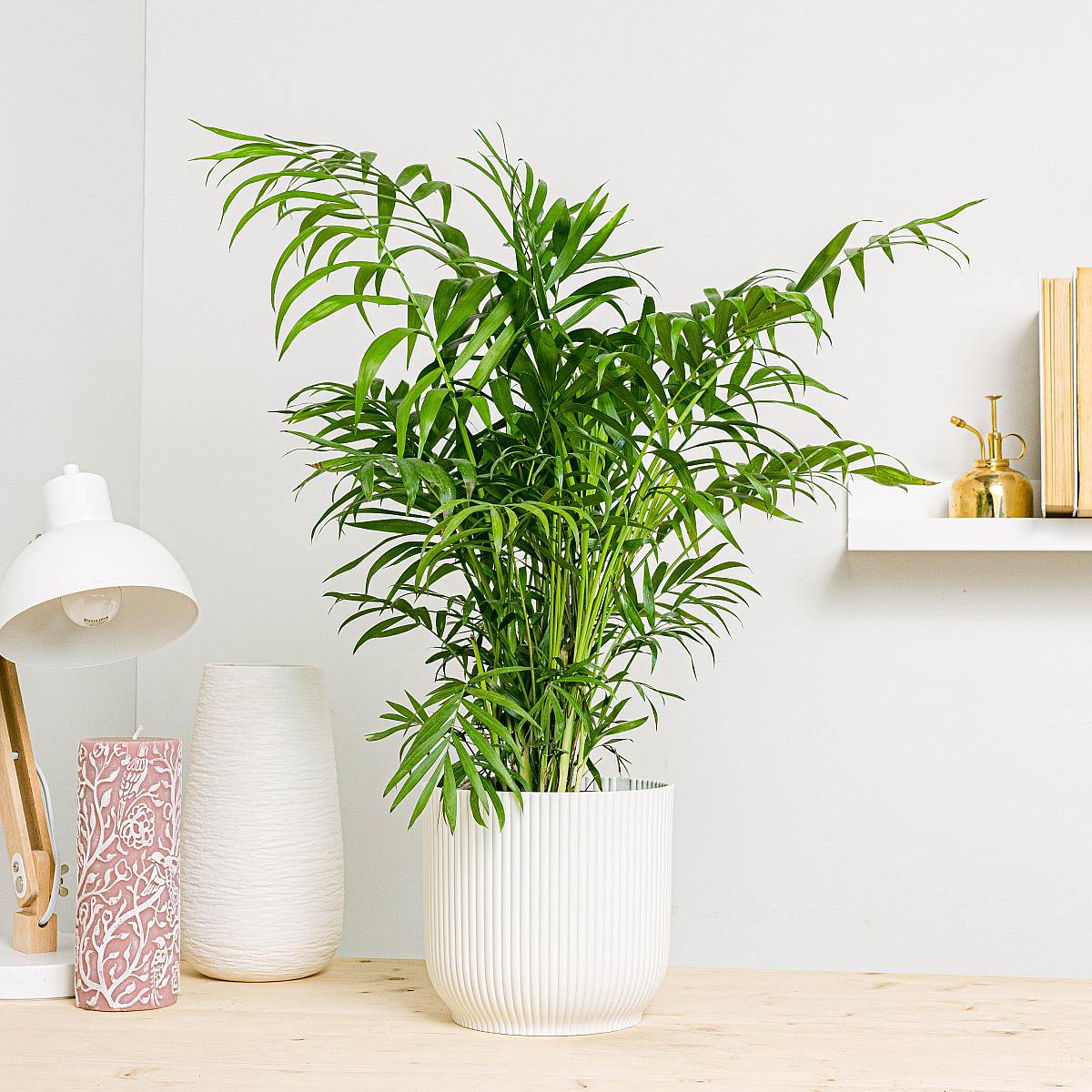 Chamaedorea elegans (S)