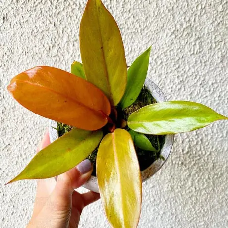 Philodendron Prince of Orange (SUPER CENA!)