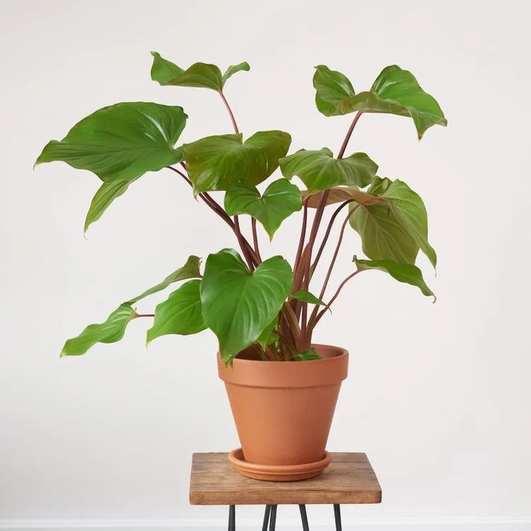 Homalomena erubescens Maggie