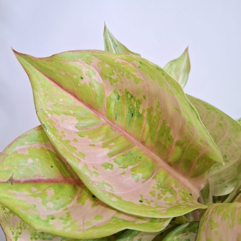 Aglaonema Pastella