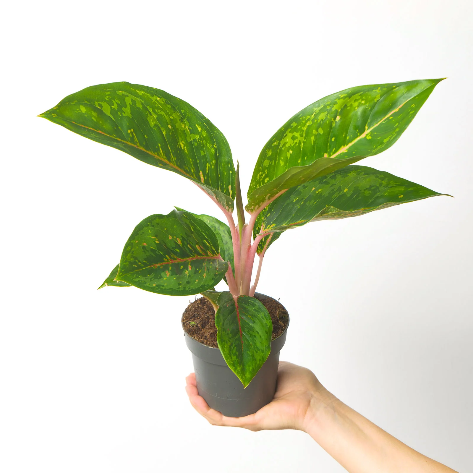 Aglaonema Camo Rubina