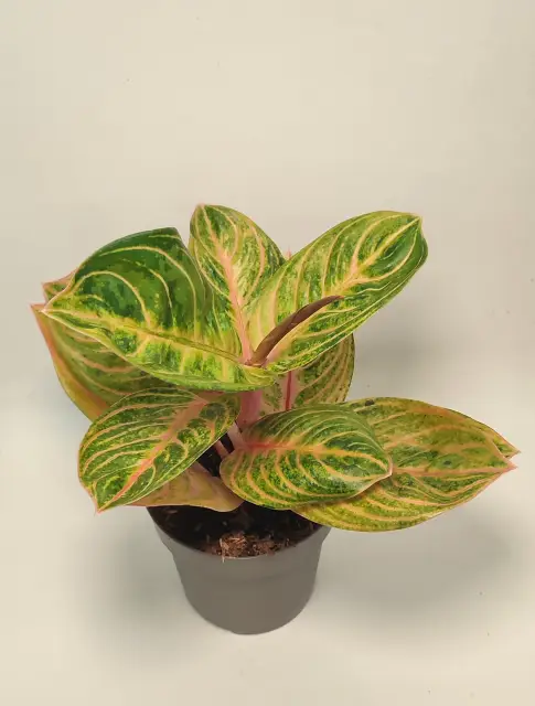 Aglaonema Tourmaline Gold