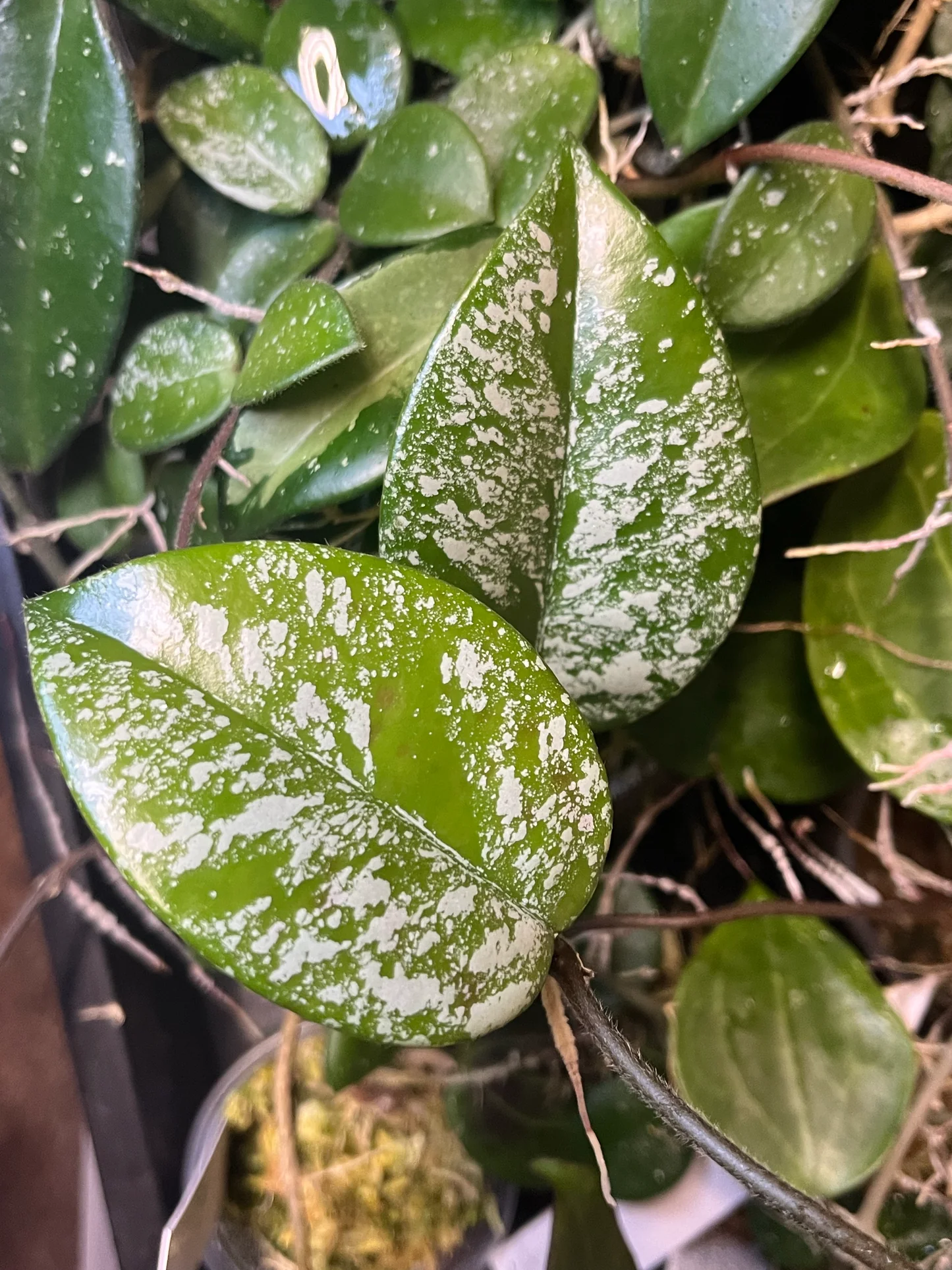 Baby Hoya Freckles (Carnosa Splash)