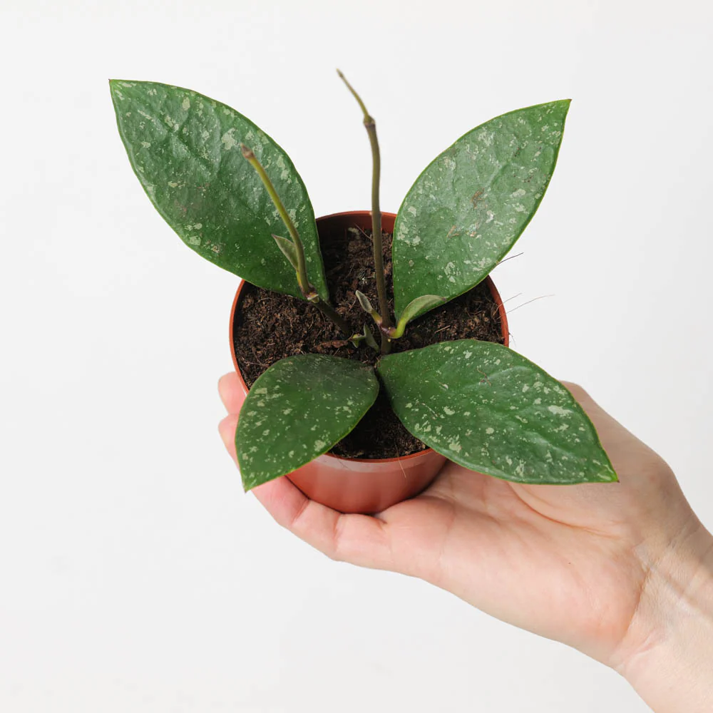 Baby Hoya Rundumensis Splash