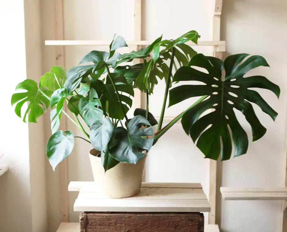 Monstera Deliciosa pravá (Len osobne)
