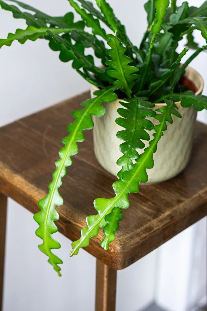 Epiphyllum anguligerum