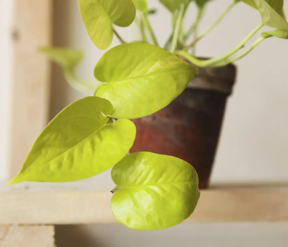 Epipremnum Aureum "Neon" (Golden Pothos)