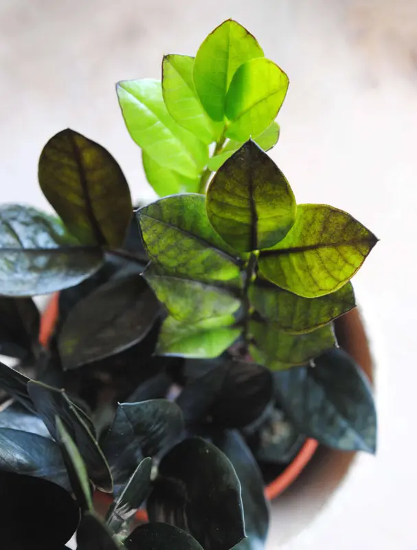Zamioculcas Raven