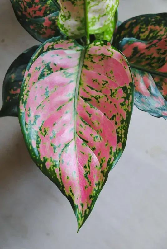 Aglaonema Anyamanee 