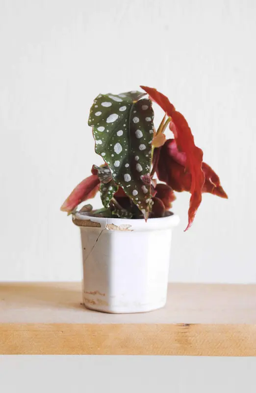 Set Baby Begonia Maculata
