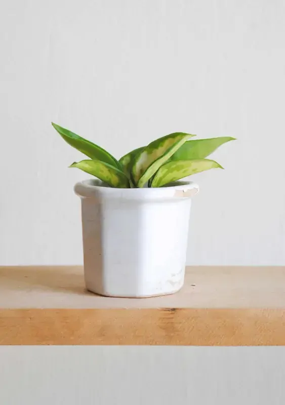 Baby Hoya Crimson Princess 