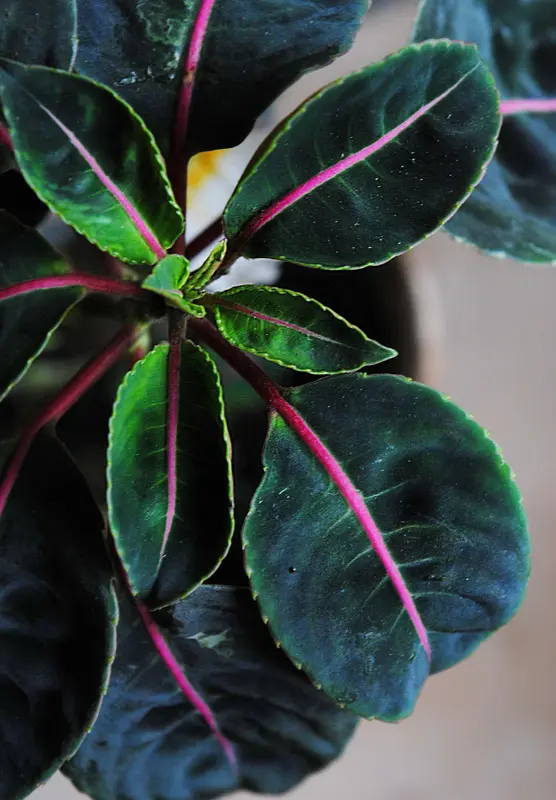 Impatiens Morsei Velvetea