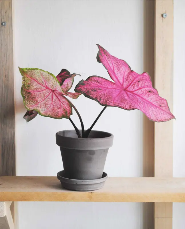 Caladium Fannie Munson