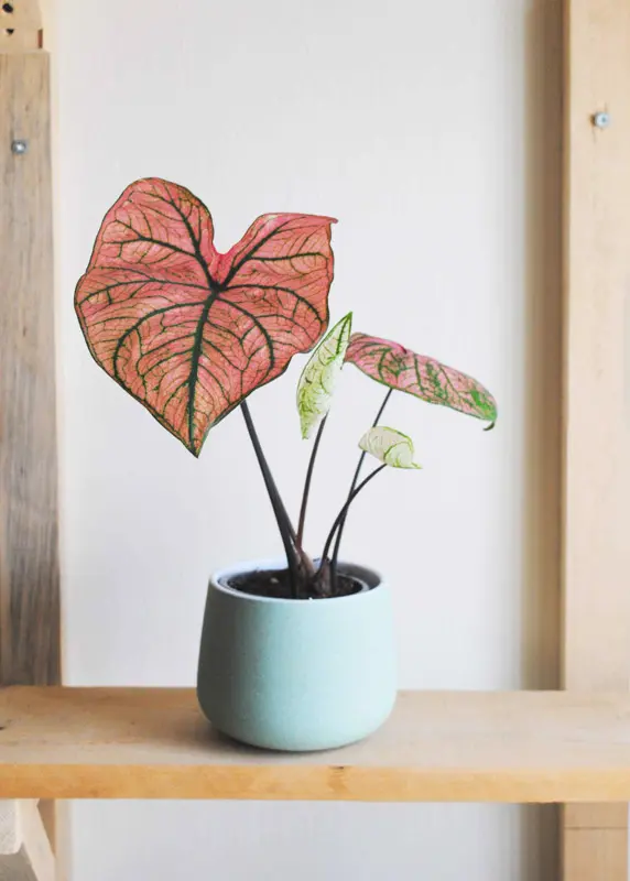 Caladium Spring Fling