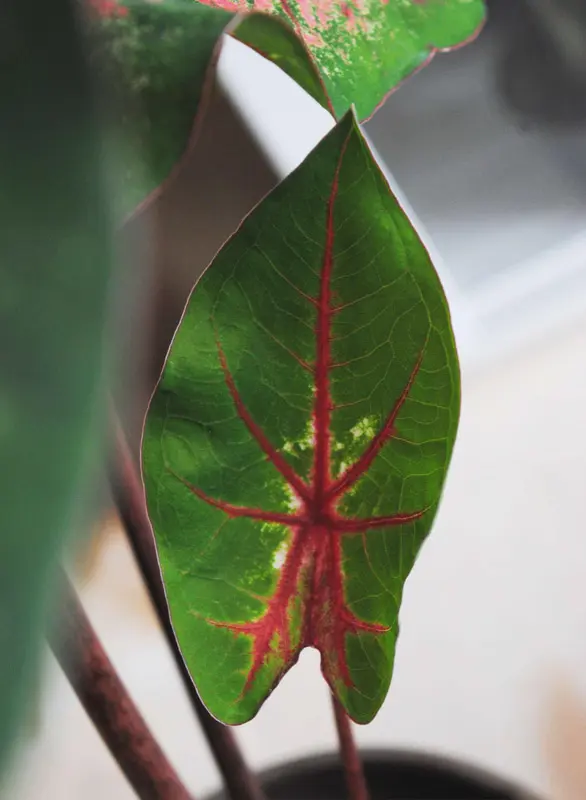 Caladium Apple Blossom