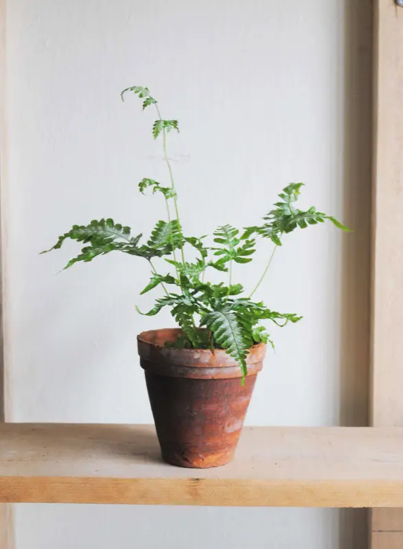 Pteris Cretica