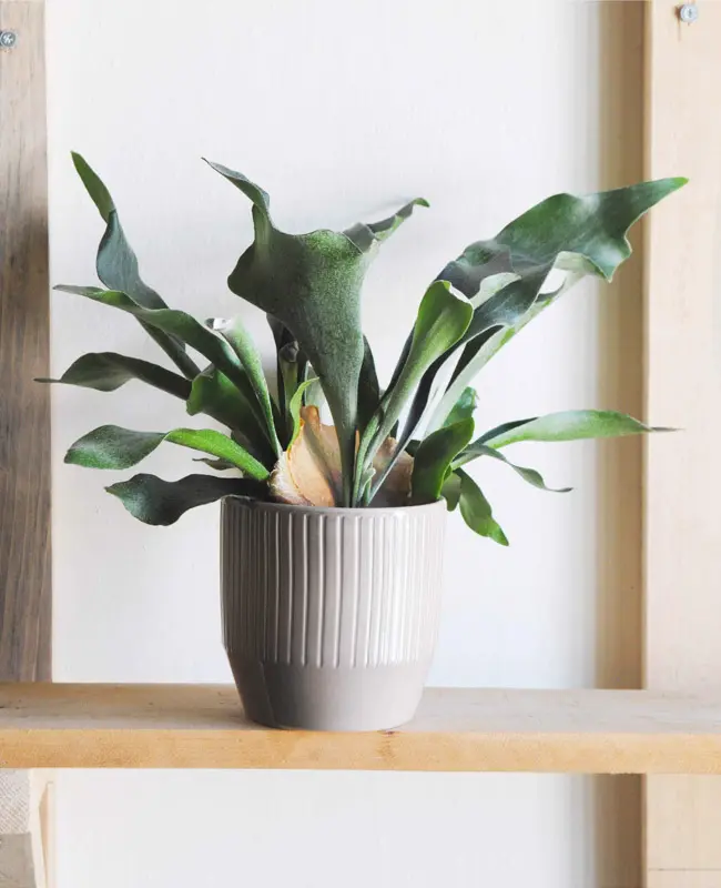 Platycerium bifurcatum / Staghorn Fern