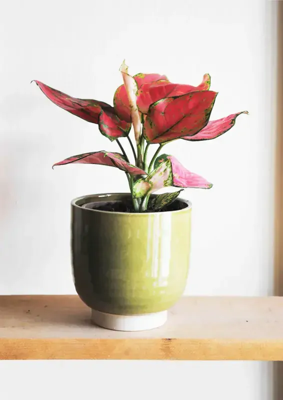 Aglaonema Commutatum "Pink Star" 