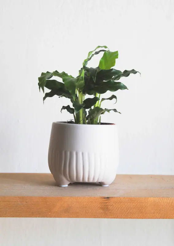 Baby Calathea Rufibarba 
