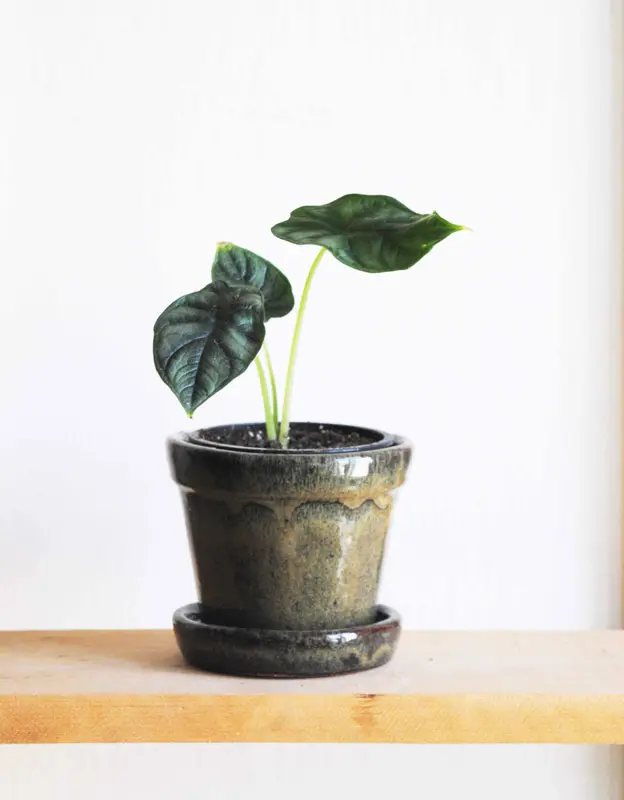 Baby Alocasia Baginda Dragon Scale