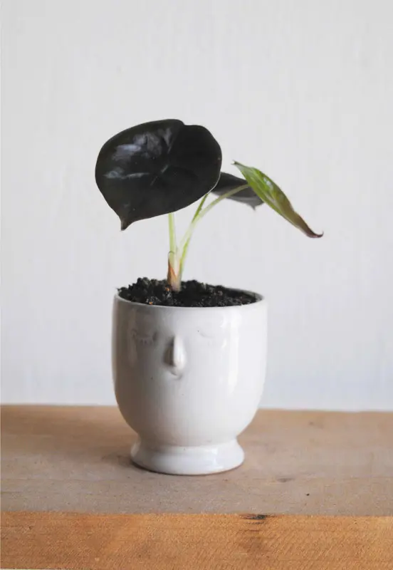 Baby Alocasia Cuprea "Red Secret"