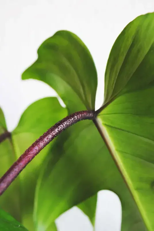 Philodendron Florida Green
