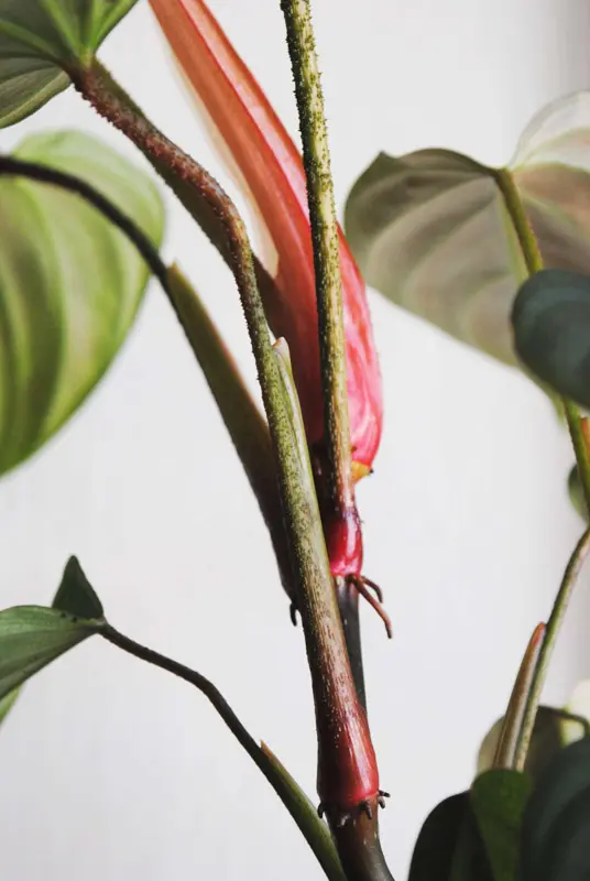Philodendron Nangaritense "Fuzzy petiole"