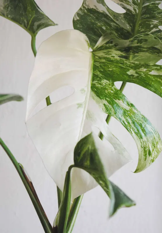 Monstera Deliciosa Albo Variegata - Panašovaná Monstera (náhodný kus)