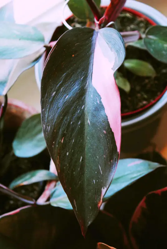Philodendron Pink Princess