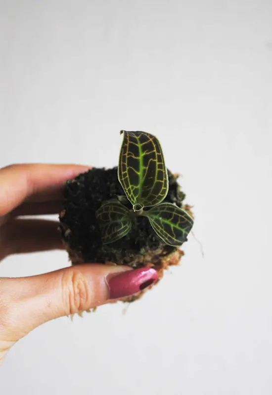 Macodes Sanderiana - Jewel Orchid
