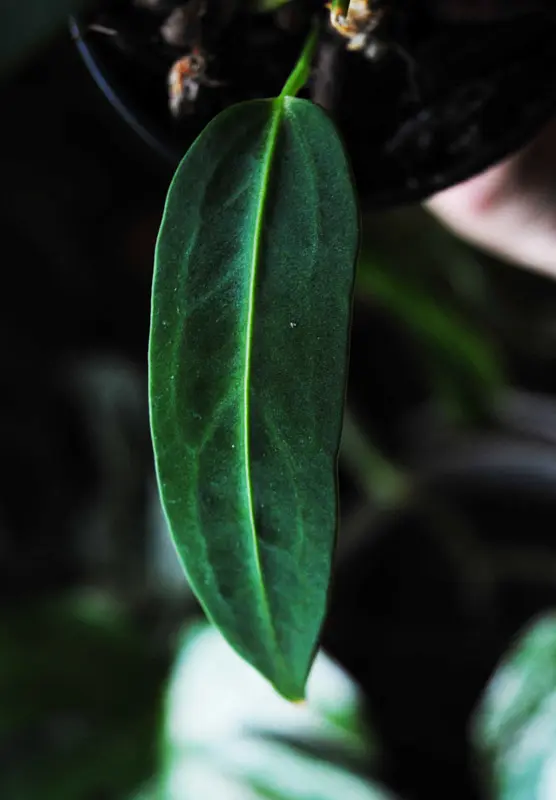 Baby QUEEN Anthurium Warocqueanum (seedling) (Zachráň ma)