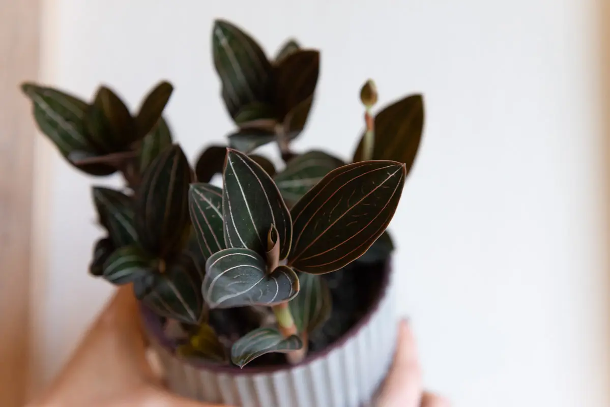 Ludisia Discolor- Jewel Orchid (menšia)