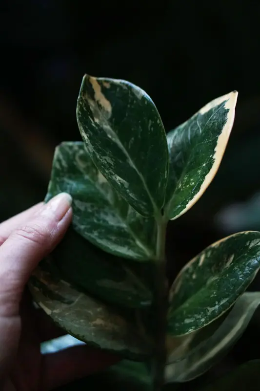 Zamioculcas variegata