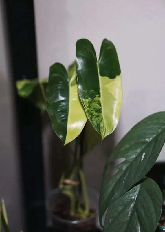 Philodendron Burle Marx variegata