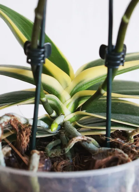 Doritaenopsis Sogo Vivien marginata / Phalaenopsis variegata /