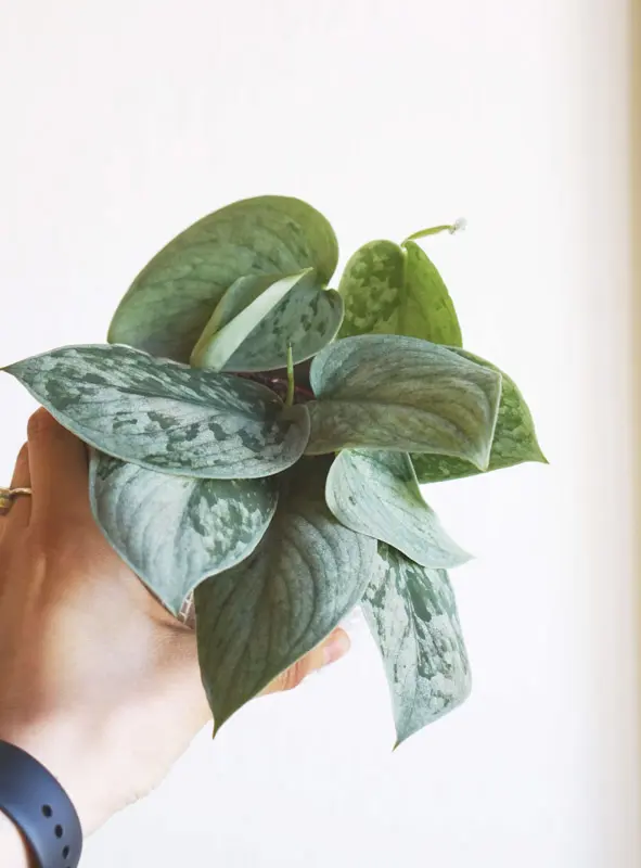 Scindapsus pictus Silvery Ann
