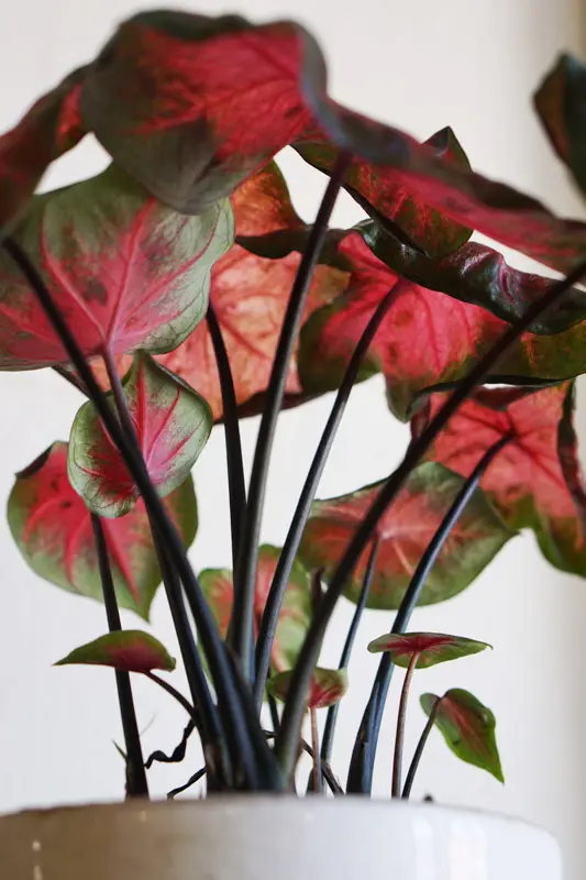 Caladium Freida Hemple